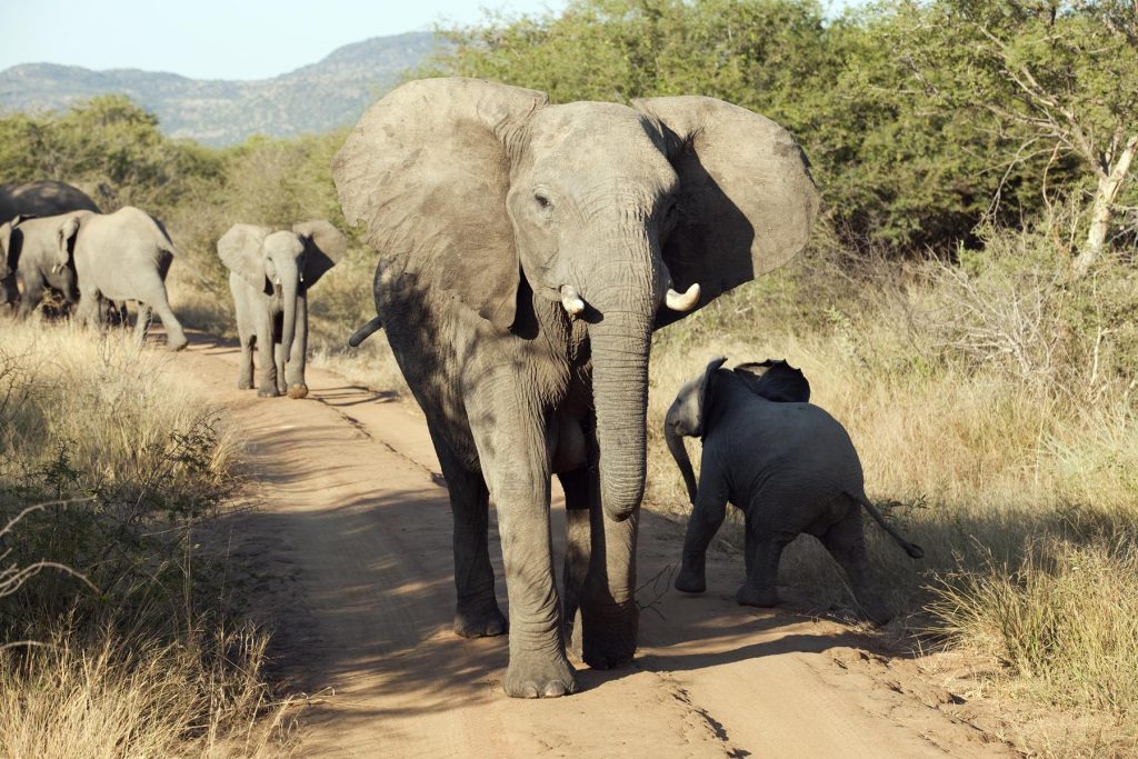 Africa elephants at Madikwe Game Reserve, South Africa. Photo courtesy of ©South African Tourism