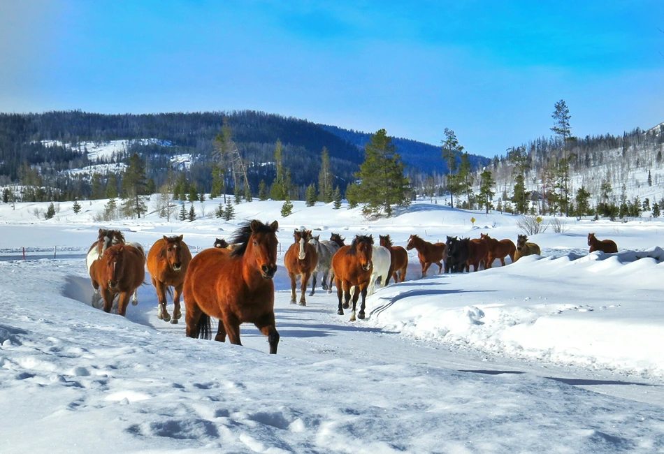 Guests love watching the herd of horses run at Vista Verde Ranch. Photo credit: Nancy Schretter